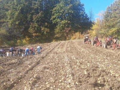 Borički krompir Borički krompir
