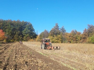 Borički krompir Borički krompir