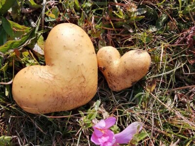 Borički krompir Borički krompir