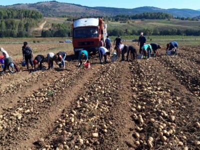Borički krompir Borički krompir