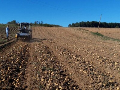 Borički krompir Borički krompir