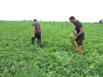 Lubenica jean od aduta u Donjim Karajzovcima