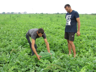 Lubenica dobro rodila