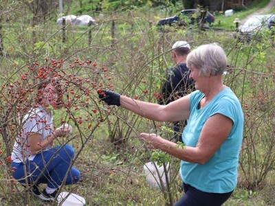 Boro oživio seosko imanje i napravio biznis sa šipkom