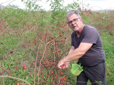 Boro oživio seosko imanje i napravio biznis sa šipkom