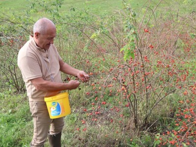 Boro oživio seosko imanje i napravio biznis sa šipkom