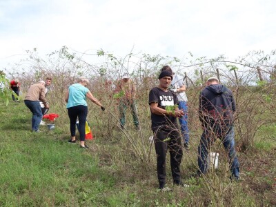 Boro oživio seosko imanje i napravio biznis sa šipkom