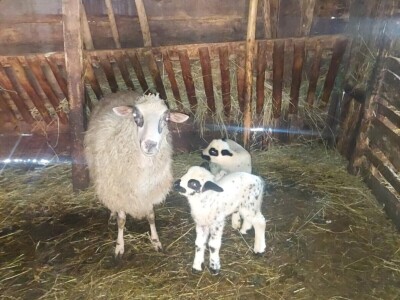 Boro Šijaković se vratio u selo Poljanice