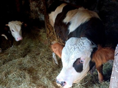 Boro Šijaković se vratio u selo Poljanice