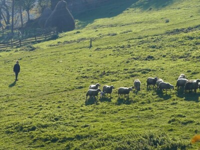 Boro Šijaković se vratio u selo Poljanice