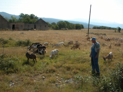 Stojiću je uz svog psa ovčara lakše držati koze i kozliće pod kontrolom