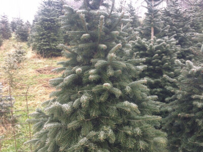 Božićna drvca Božićna drvca