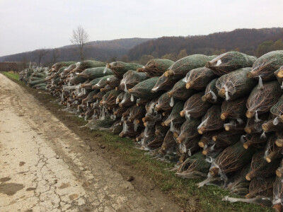 Borovi s OPG-a Šenija Borovi s OPG-a Šenija