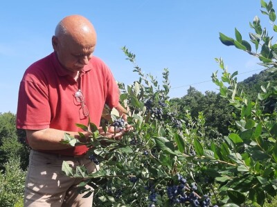 Berba borovnica na Rudniku