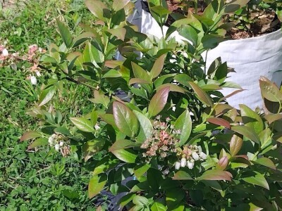 Borovnice  u vrećama