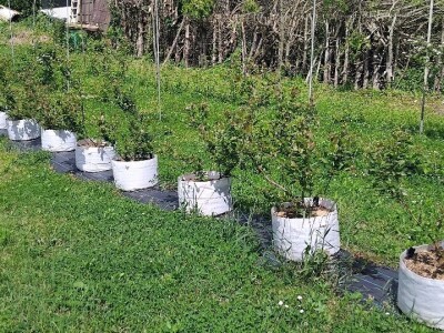 Borovnice  u vrećama