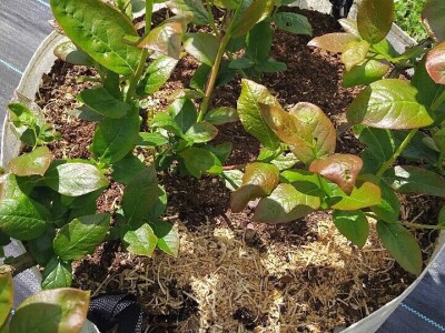 Borovnice  u vrećama