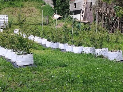 Borovnice  u vrećama