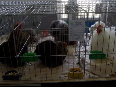 Bosanska džudža čeka međunarodno priznanje; Ekspanzija turskog goluba mardina Bosanska džudža čeka međunarodno priznanje; Ekspanzija turskog goluba mardina