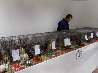 Bosanska džudža čeka međunarodno priznanje; Ekspanzija turskog goluba mardina Bosanska džudža čeka međunarodno priznanje; Ekspanzija turskog goluba mardina