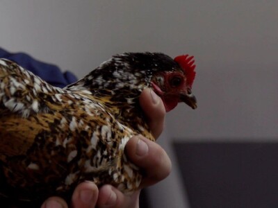 Bosanska džudža čeka međunarodno priznanje; Ekspanzija turskog goluba mardina Bosanska džudža čeka međunarodno priznanje; Ekspanzija turskog goluba mardina