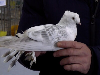 Bosanska džudža čeka međunarodno priznanje; Ekspanzija turskog goluba mardina Bosanska džudža čeka međunarodno priznanje; Ekspanzija turskog goluba mardina