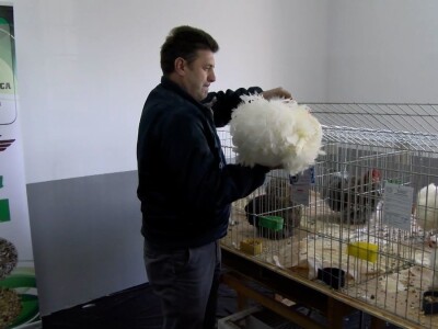 Bosanska džudža čeka međunarodno priznanje; Ekspanzija turskog goluba mardina Bosanska džudža čeka međunarodno priznanje; Ekspanzija turskog goluba mardina