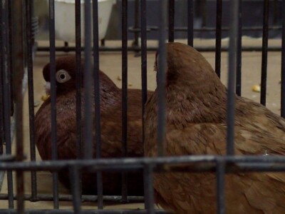 Bosanska džudža čeka međunarodno priznanje; Ekspanzija turskog goluba mardina Bosanska džudža čeka međunarodno priznanje; Ekspanzija turskog goluba mardina