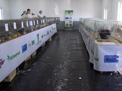 Bosanska džudža čeka međunarodno priznanje; Ekspanzija turskog goluba mardina Bosanska džudža čeka međunarodno priznanje; Ekspanzija turskog goluba mardina