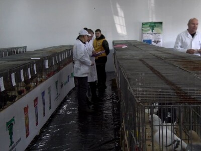 Bosanska džudža čeka međunarodno priznanje; Ekspanzija turskog goluba mardina Bosanska džudža čeka međunarodno priznanje; Ekspanzija turskog goluba mardina