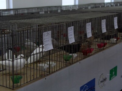 Bosanska džudža čeka međunarodno priznanje; Ekspanzija turskog goluba mardina Bosanska džudža čeka međunarodno priznanje; Ekspanzija turskog goluba mardina