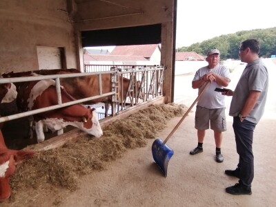 Bosanska farma od milion maraka - krave s nanogicama, domaćin u papučama