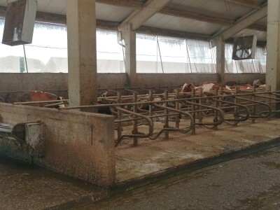 Bosanska farma od milion maraka - krave s nanogicama, domaćin u papučama