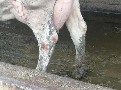 Bosanska farma od milion maraka - krave s nanogicama, domaćin u papučama