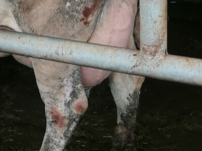 Bosanska farma od milion maraka - krave s nanogicama, domaćin u papučama