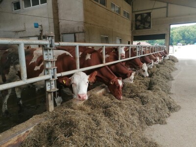 Bosanska farma od milion maraka - krave s nanogicama, domaćin u papučama