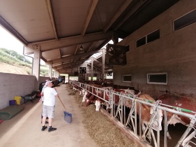 Bosanska farma od milion maraka - krave s nanogicama, domaćin u papučama