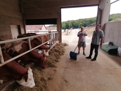 Bosanska farma od milion maraka - krave s nanogicama, domaćin u papučama