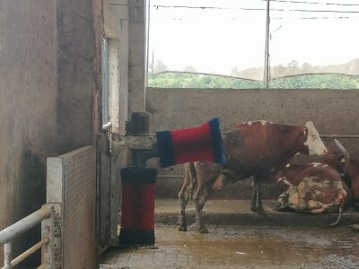 Bosanska farma od milion maraka - krave s nanogicama, domaćin u papučama