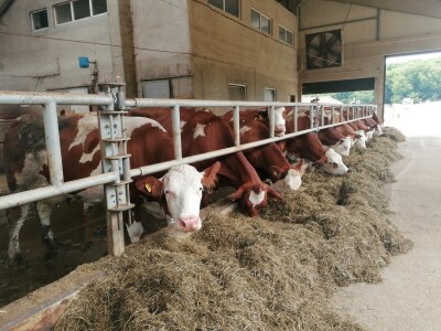 Bosanska farma od milion maraka - krave s nanogicama, domaćin u papučama