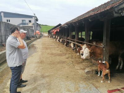 Bosanska farma od milion maraka - krave s nanogicama, domaćin u papučama