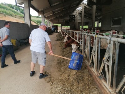 Bosanska farma od milion maraka - krave s nanogicama, domaćin u papučama
