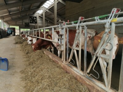 Bosanska farma od milion maraka - krave s nanogicama, domaćin u papučama