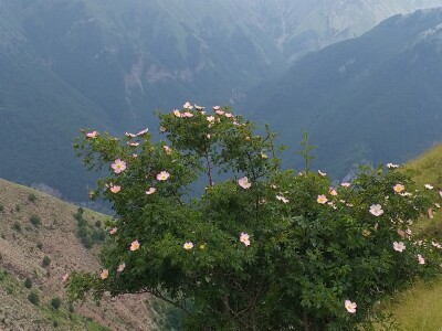 Bosanski biser - selo sa stotinjak ljudi i 5.000 ovaca