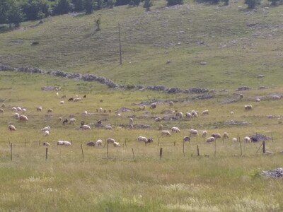 Bosanski biser - selo sa stotinjak ljudi i 5.000 ovaca