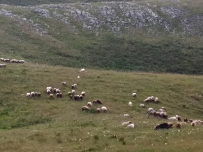 Bosanski biser - selo sa stotinjak ljudi i 5.000 ovaca