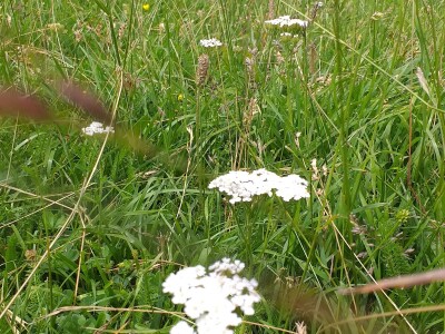 Bosanski biser - selo sa stotinjak ljudi i 5.000 ovaca