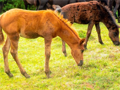 Bosnian Mountain Horse - Bosanski brdski konj Vlašić