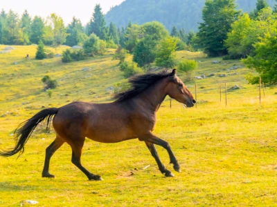 Bosnian Mountain Horse - Bosanski brdski konj Vlašić