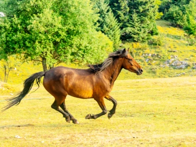 Bosnian Mountain Horse - Bosanski brdski konj Vlašić